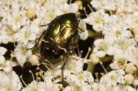 Cetonia aurata