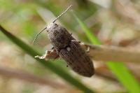 Actenicerus sjaelandicus