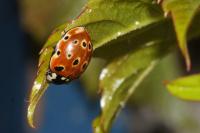 Anatis ocellata