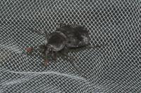 Necrodes littoralis