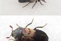 Dermestes lardarius