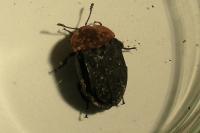 Oiceoptoma thoracicum