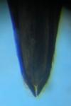 Paederidus rubrothoracicus