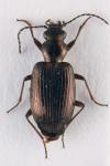 Bembidion punctulatum
