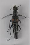 Stenus comma