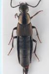 Philonthus decorus