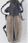 Iberodorcadion fuliginator