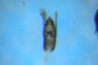 Stenus comma