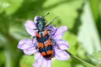 Trichodes alvearius