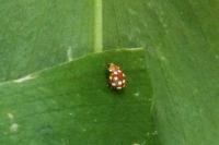 Vibidia duodecimguttata