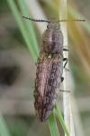 Actenicerus sjaelandicus