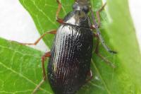 Gonodera luperus