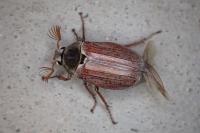 Melolontha melolontha