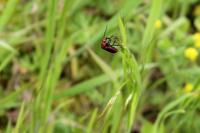 Pyrochroa serraticornis