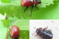 Gonioctena viminalis