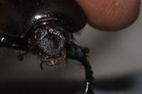 Geotrupes stercorarius
