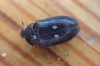 Attagenus pellio