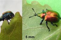 Byctiscus populi