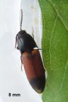 Ampedus balteatus