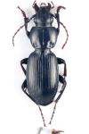Pterostichus madidus