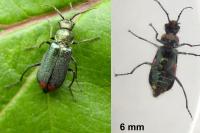 Malachius bipustulatus