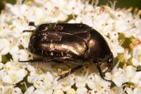 Potosia cuprea