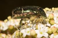 Cetonia aurata