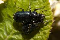 Platycerus caraboides