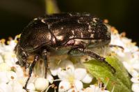 Potosia cuprea