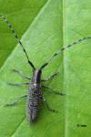 Agapanthia villosoviridescens