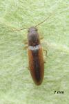 Dalopius marginatus