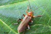 Cantharis livida