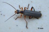 Cantharis nigricans