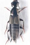 Philonthus decorus