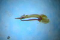 Philonthus decorus