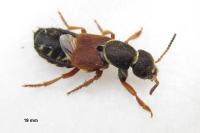 Staphylinus dimidiaticornis