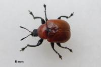 Attelabus nitens
