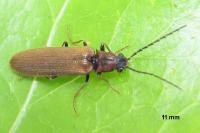 Denticollis linearis