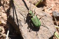 Cicindela campestris