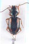 Bembidion tetracolum