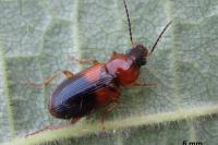 Stenolophus teutonus