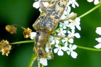 Rhagium sycophanta
