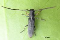 Phytoecia cylindrica