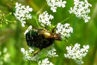 Cetonia aurata