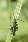 Oedemera nobilis