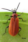 Schizotus pectinicornis