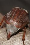 Melolontha melolontha