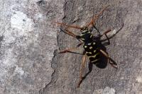 Plagionotus arcuatus