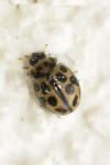 Tytthaspis sedecimpunctata