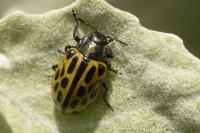 Chrysomela vigintipunctata